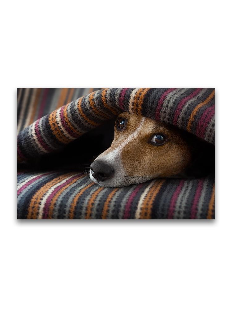 Jack Russel Dog Under Blanket  Poster -Image by Shutterstock