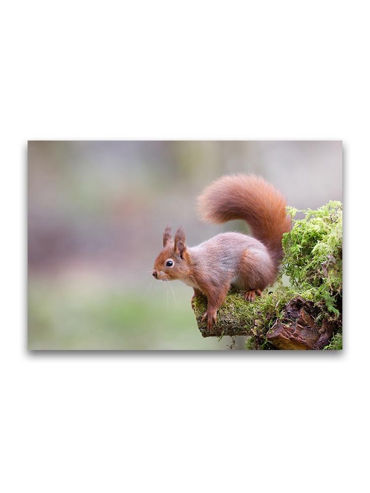 Beautiful Small Red Squirrel  Poster -Image by Shutterstock