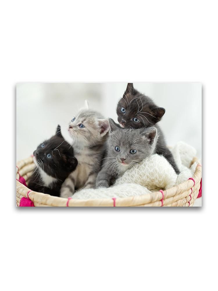 Adorable Tiny Kittens In Basket Poster -Image by Shutterstock