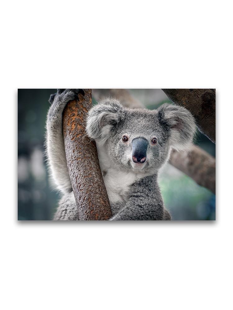 Cute Close Up Portrait Of Koala Poster -Image by Shutterstock