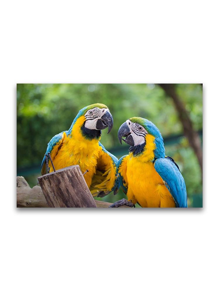 Blue And Gold Macaws  Poster -Image by Shutterstock