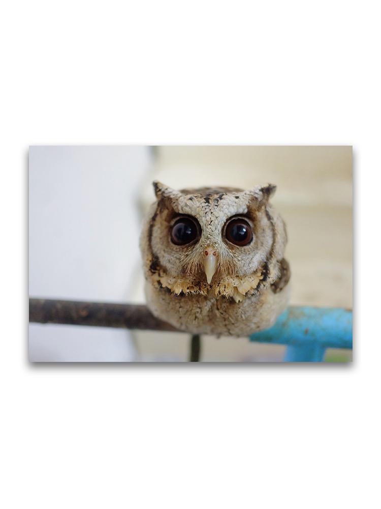 Baby Owl With Huge Eyes Poster -Image by Shutterstock