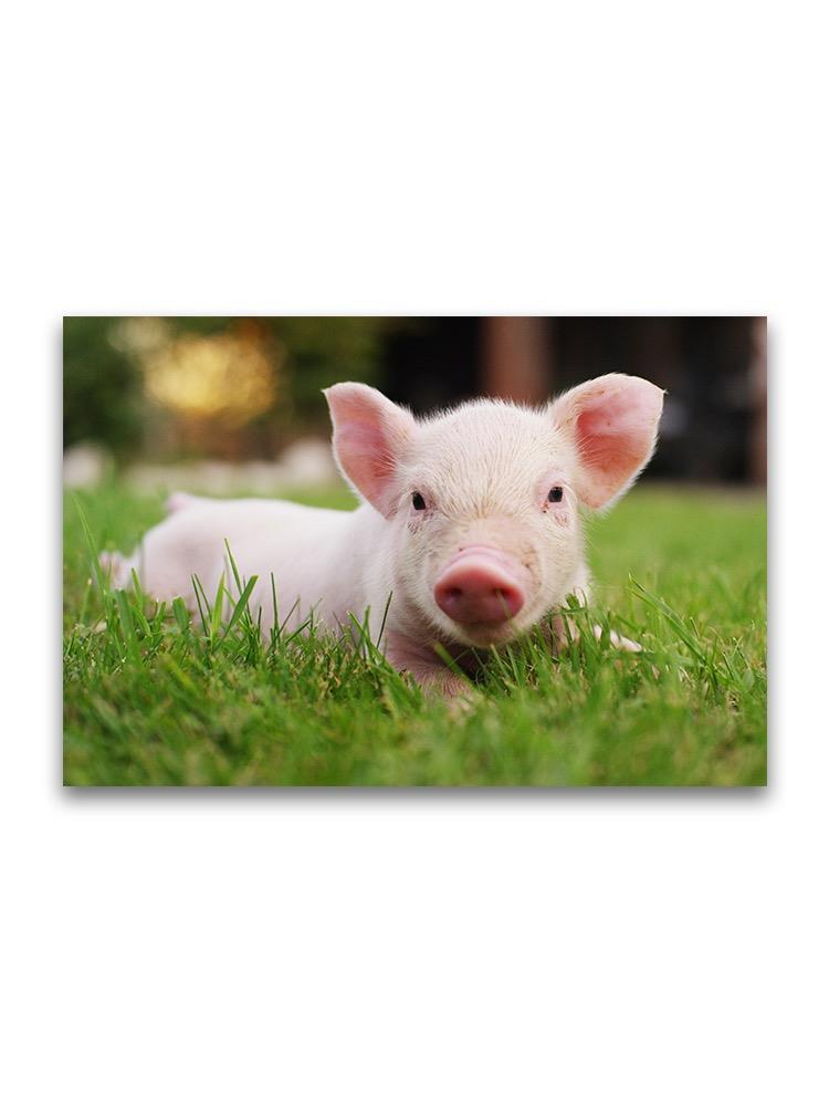 Adorable Newborn Pig  Poster -Image by Shutterstock