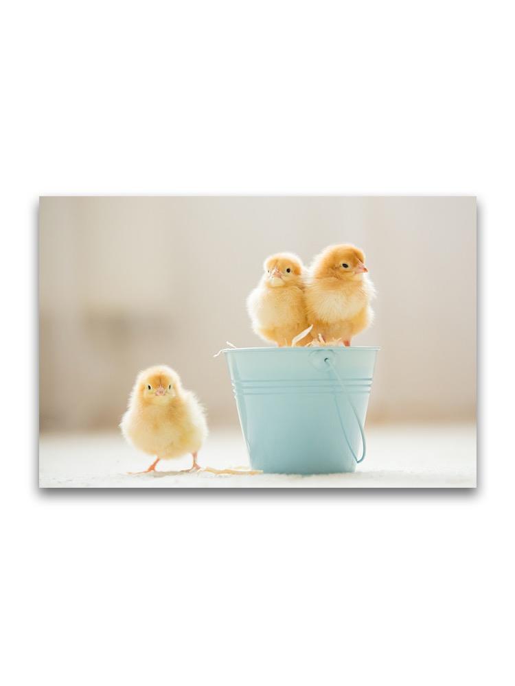 Adorable Baby Chicks  Poster -Image by Shutterstock