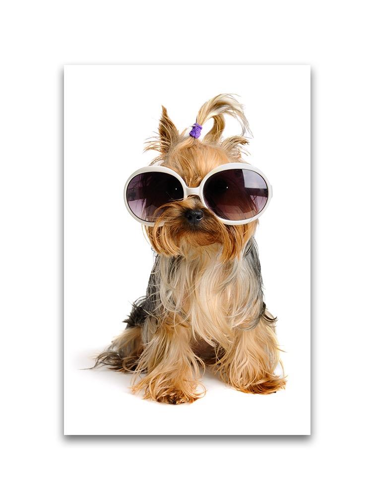 Fashion Yorkie With Sunglasses Poster -Image by Shutterstock