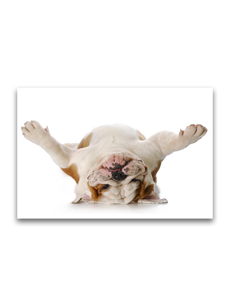 Funny Upside Down Bulldog Poster -Image by Shutterstock