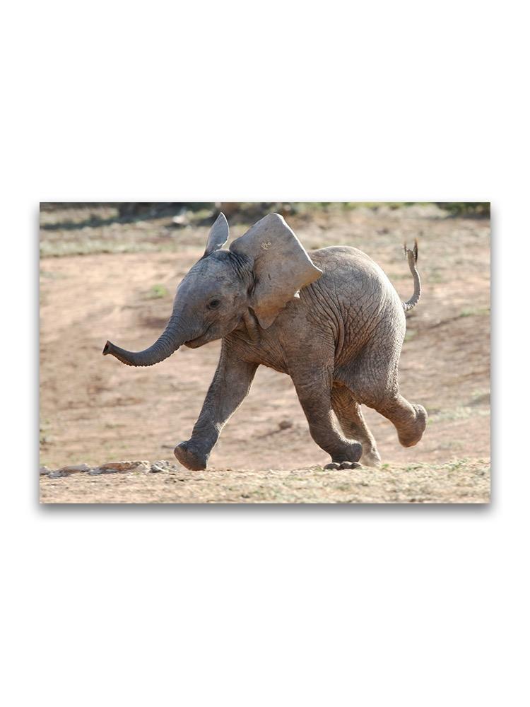 Joyful Baby Elephant Walking Poster -Image by Shutterstock