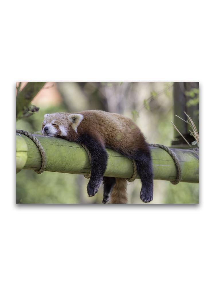 Red Panda Sleeping On Bamboo Poster -Image by Shutterstock