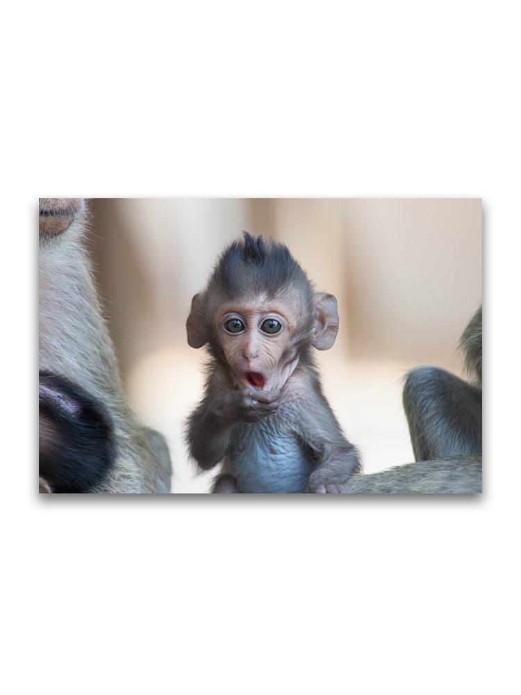 Surprised Baby Monkey  Poster -Image by Shutterstock