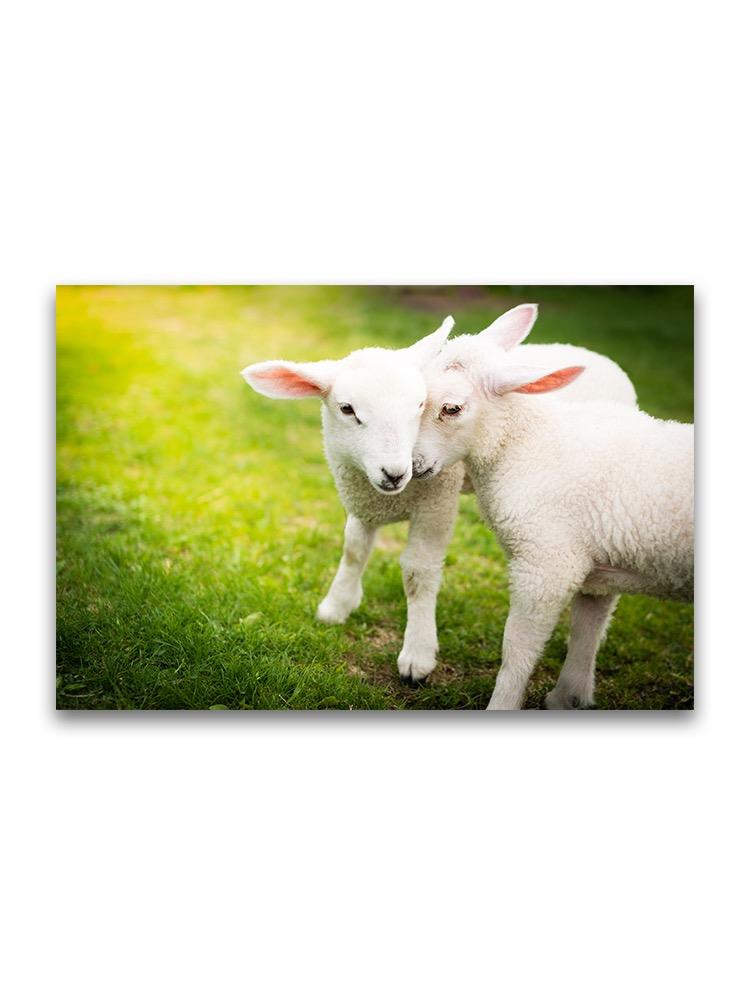 A Pair Of Lambs Cuddling Poster -Image by Shutterstock