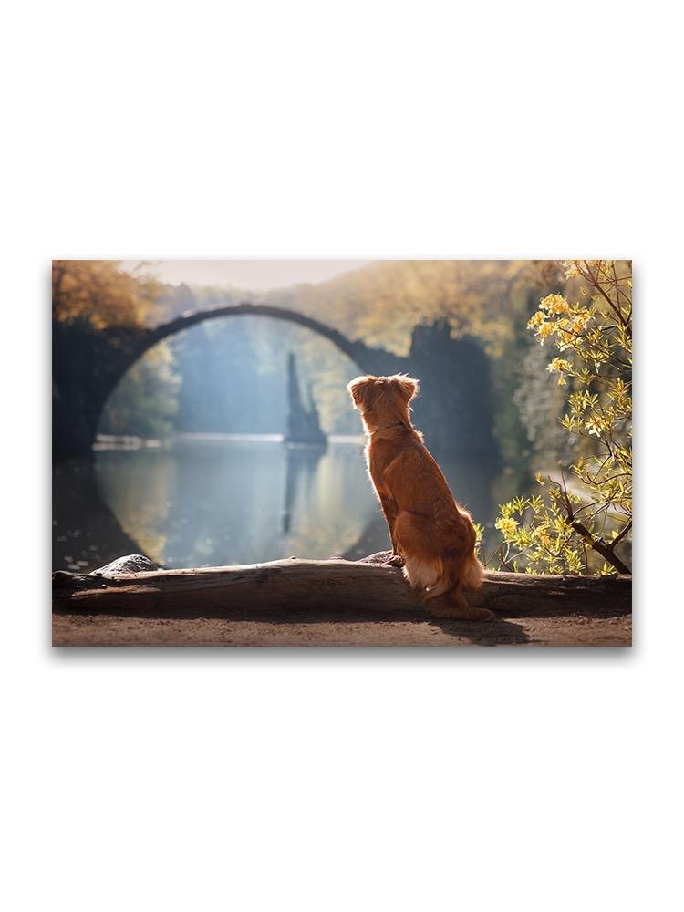 Dog Gazing At Scenery Poster -Image by Shutterstock