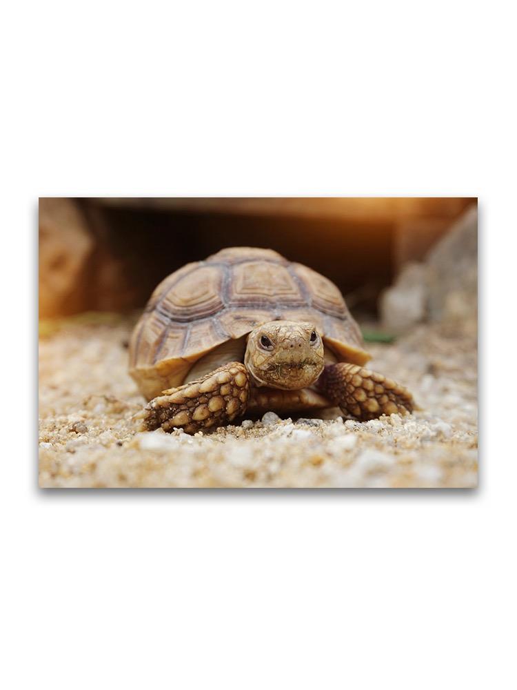 A Baby African Tortoise Poster -Image by Shutterstock
