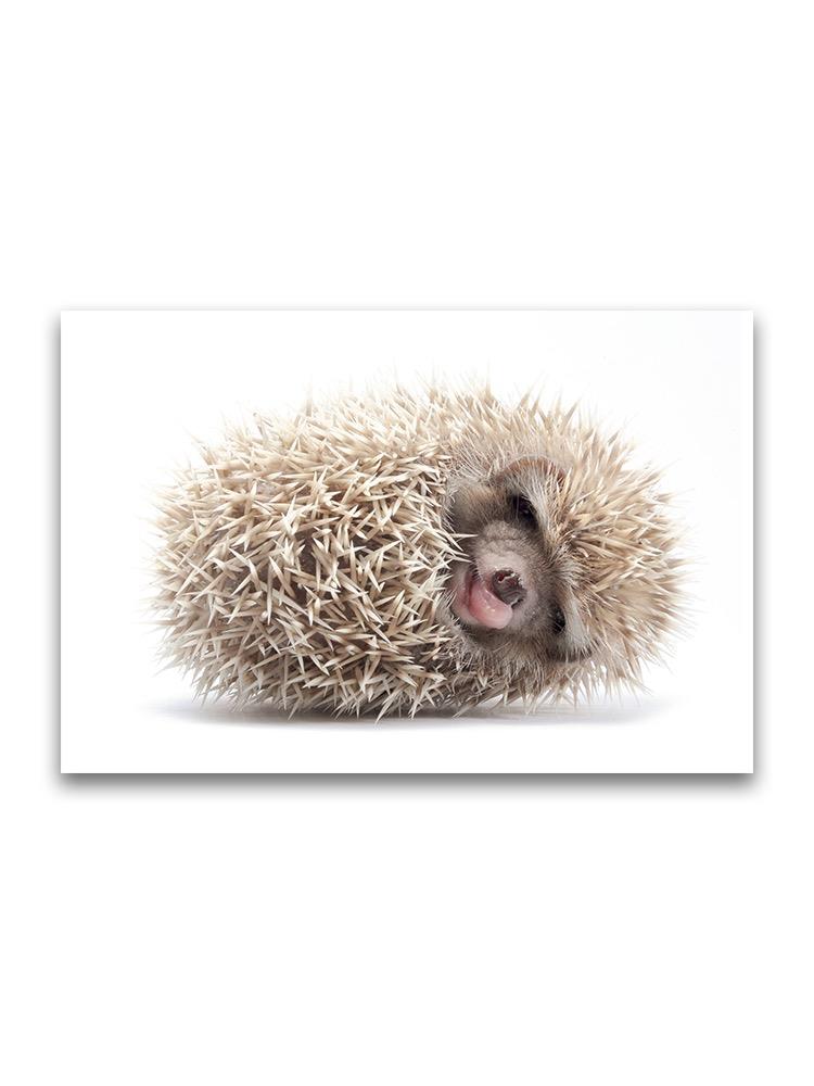 Tiny Adorable Hedgehog Poster -Image by Shutterstock