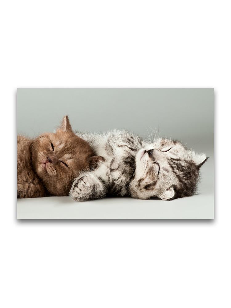 Tiny Kittens Sleeping  Poster -Image by Shutterstock