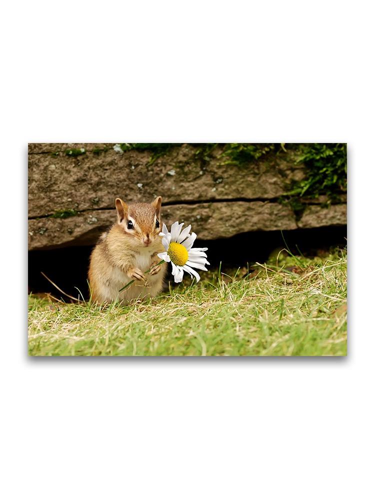 Adorable Baby Chipmunk Poster -Image by Shutterstock