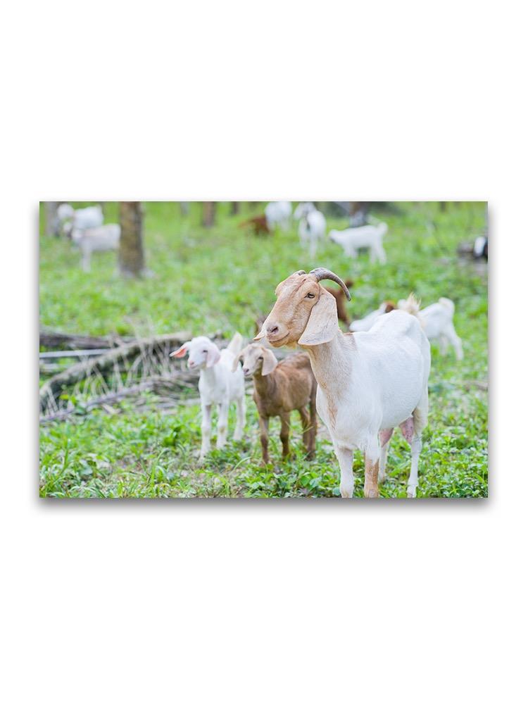 Goats On A Grass Field Poster -Image by Shutterstock