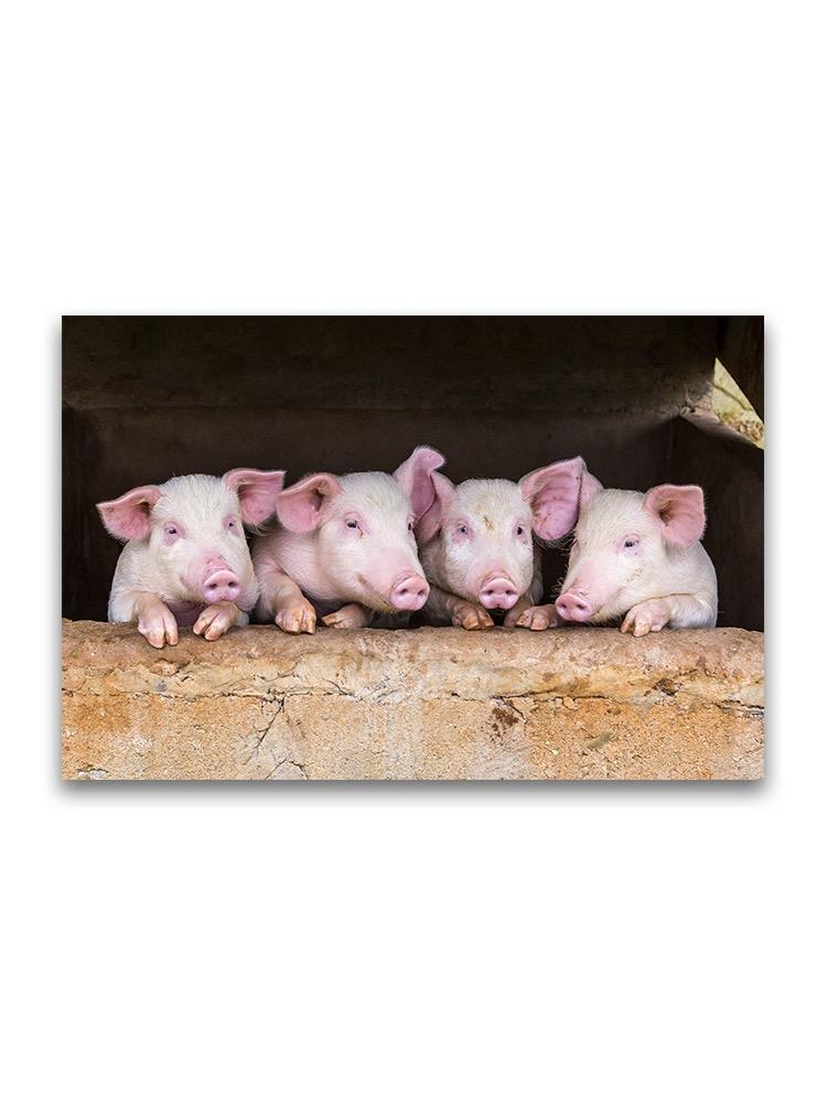 Adorable Pigs Standing In Row Poster -Image by Shutterstock