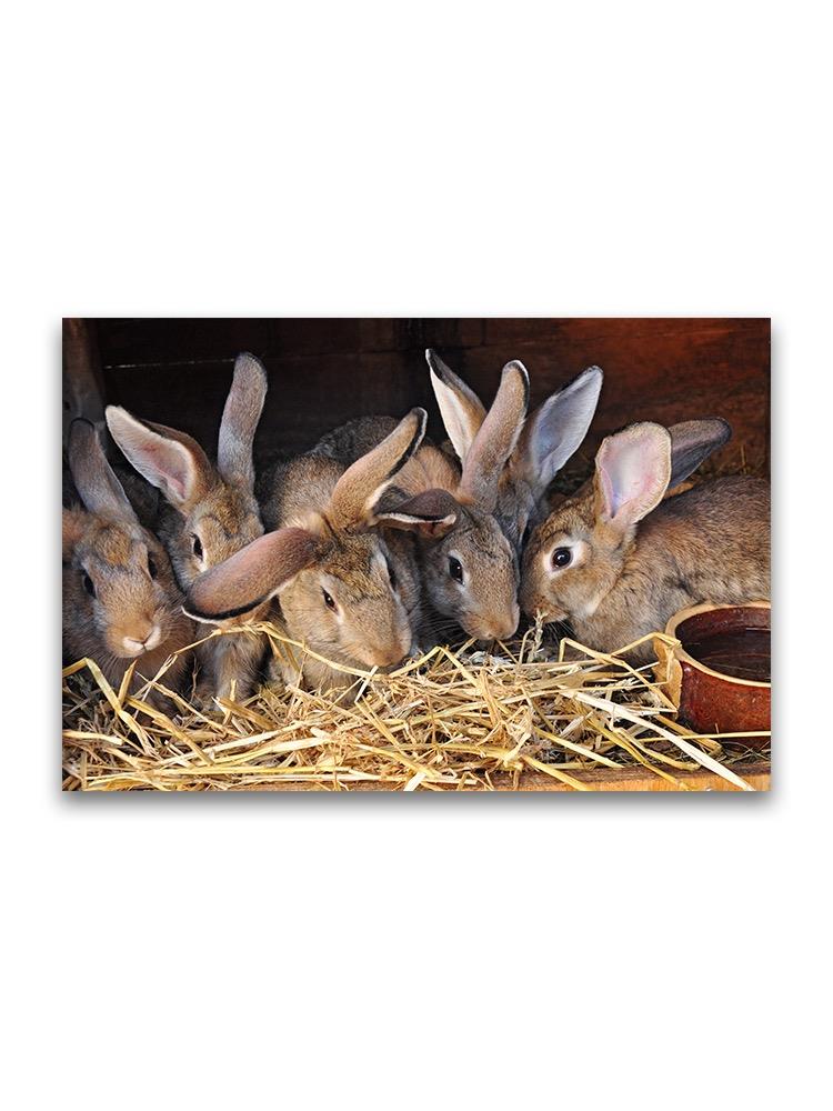 Rabbits Feeding In Farm  Poster -Image by Shutterstock