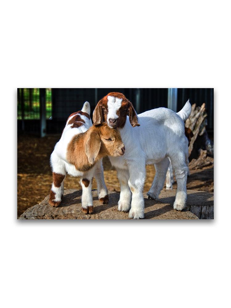 Aborable Baby Goats Poster -Image by Shutterstock