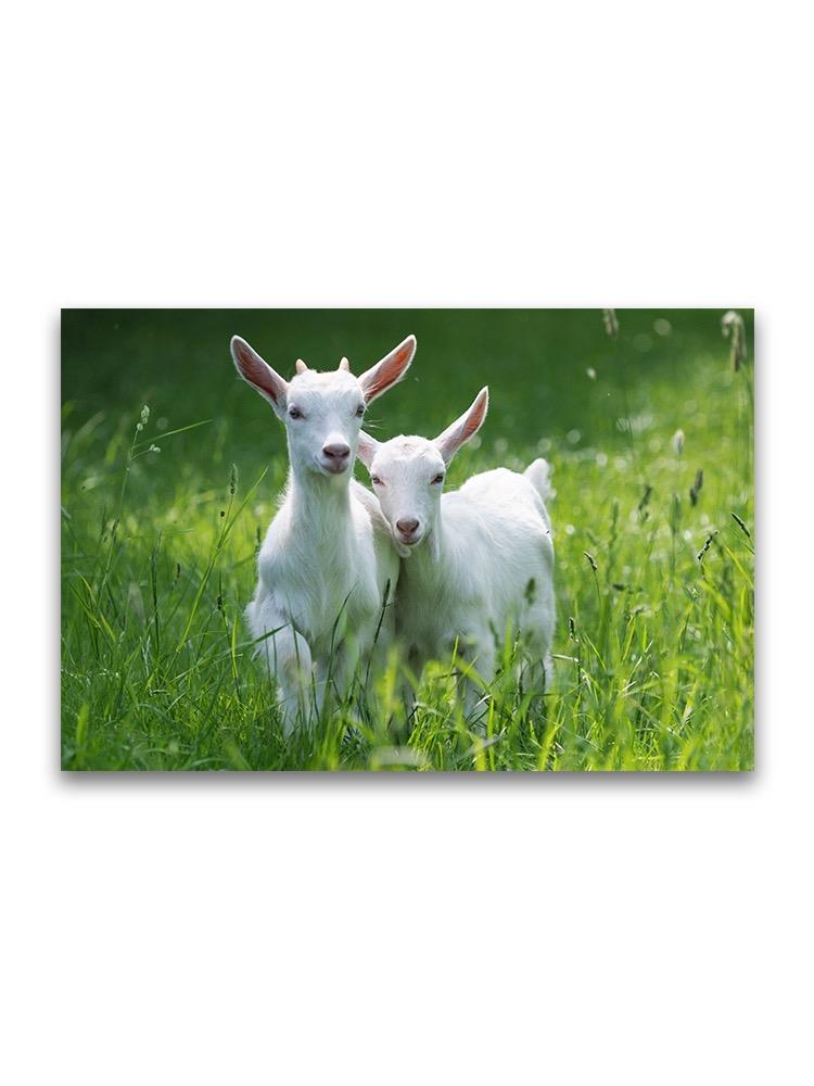 Baby Goats Running On Grass Poster -Image by Shutterstock