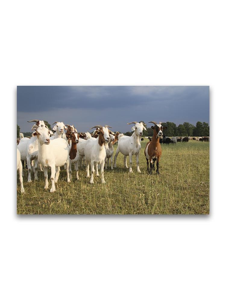Herd Of Sheep On Grass Field Poster -Image by Shutterstock