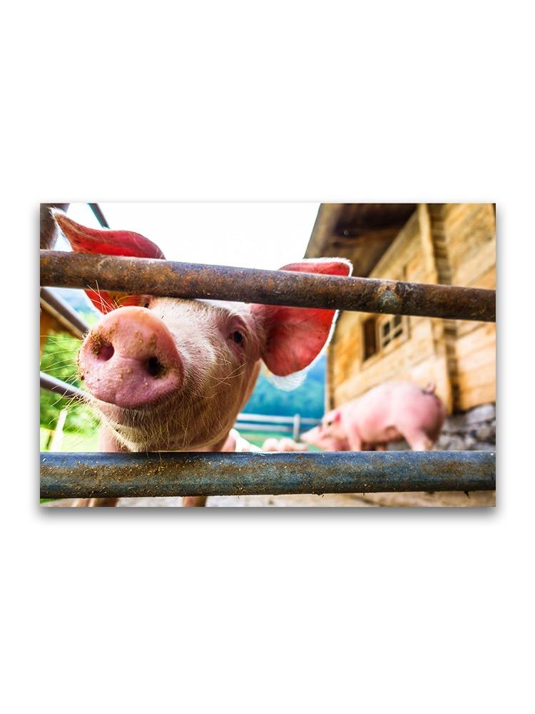 Adorable Piglet Sniffing Camera Poster -Image by Shutterstock