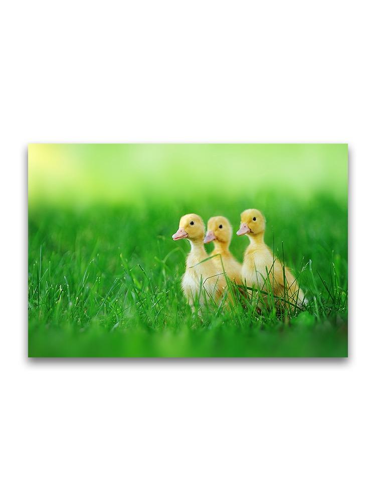 Small Ducklings On Grass Poster -Image by Shutterstock