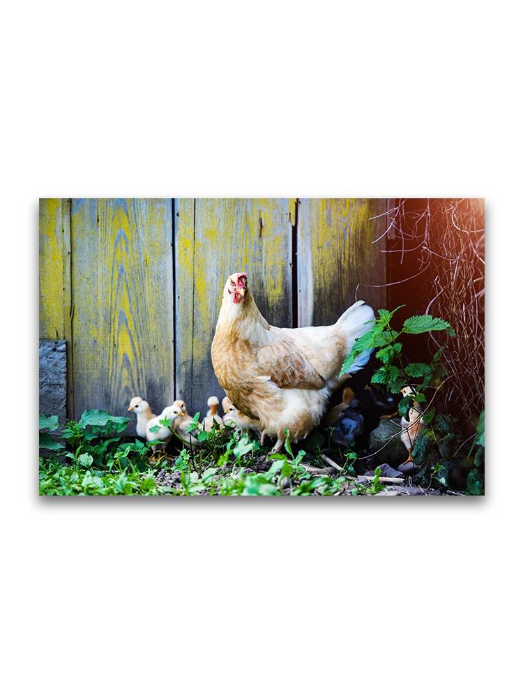 Hen Protecting Chicks Poster -Image by Shutterstock