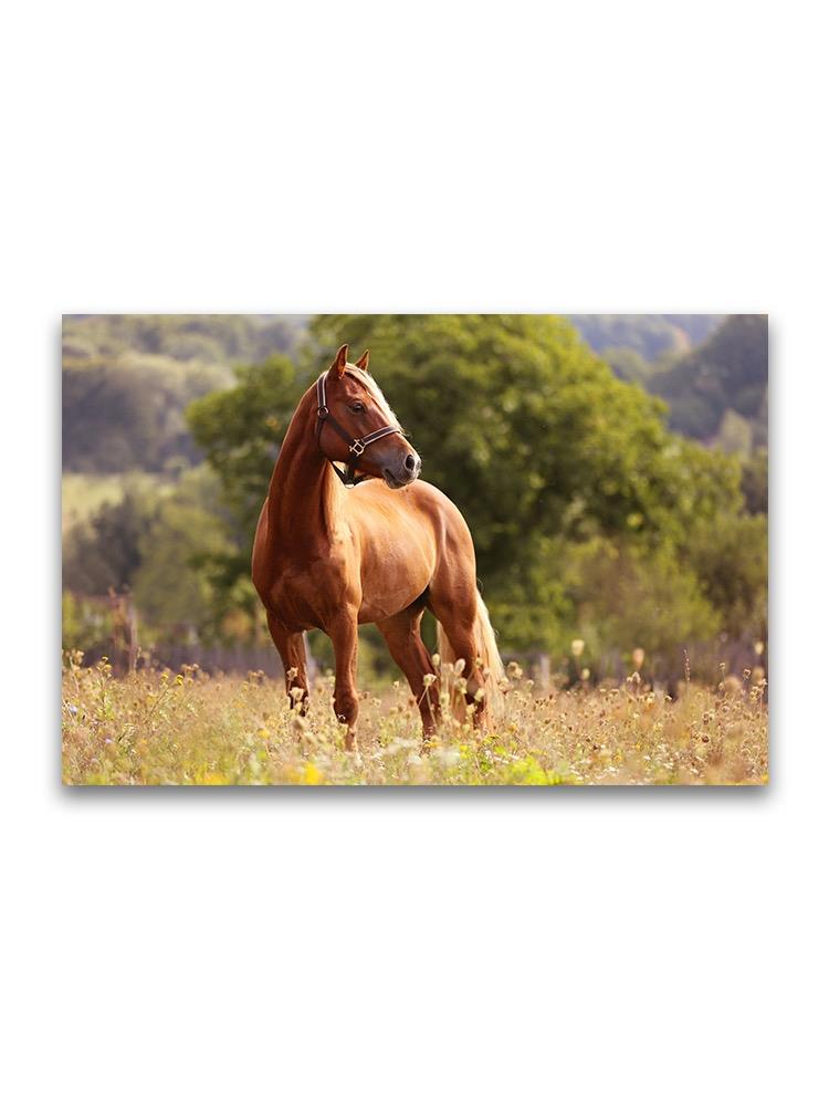 Horse In Grass Meadow  Poster -Image by Shutterstock