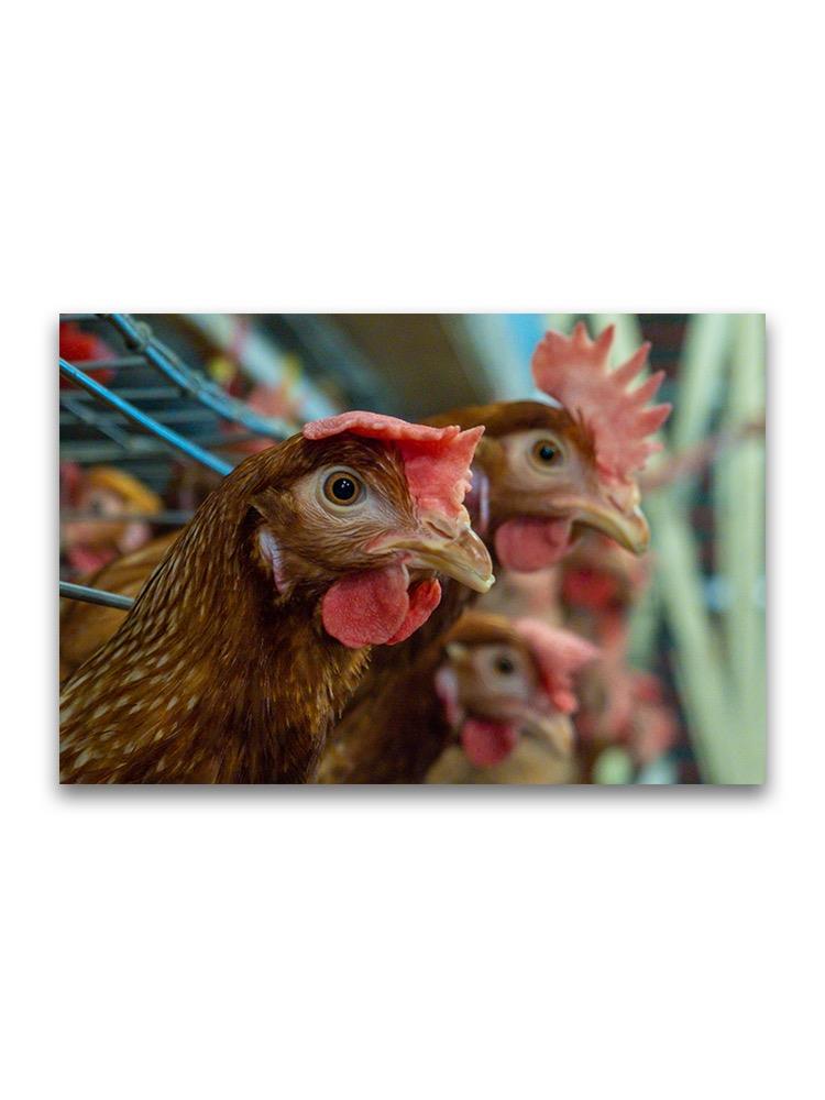 Portrait Of Chickens In Farm Poster -Image by Shutterstock
