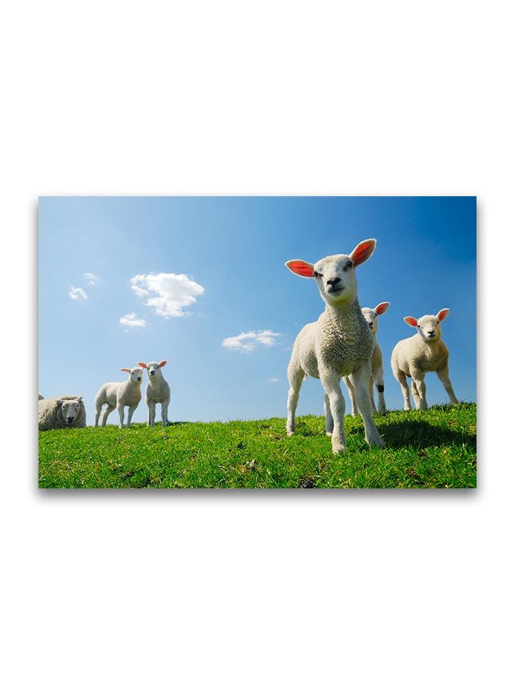 Curios Lamb In Spring Meadow Poster -Image by Shutterstock