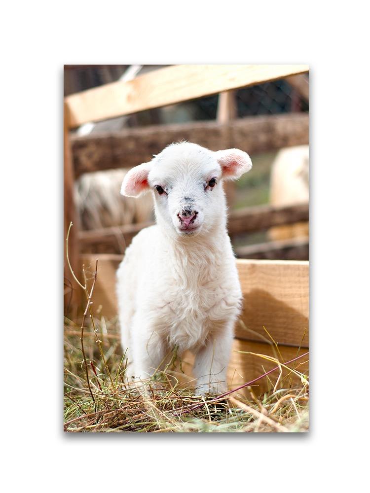 Portrait Of Baby Lamb  Poster -Image by Shutterstock