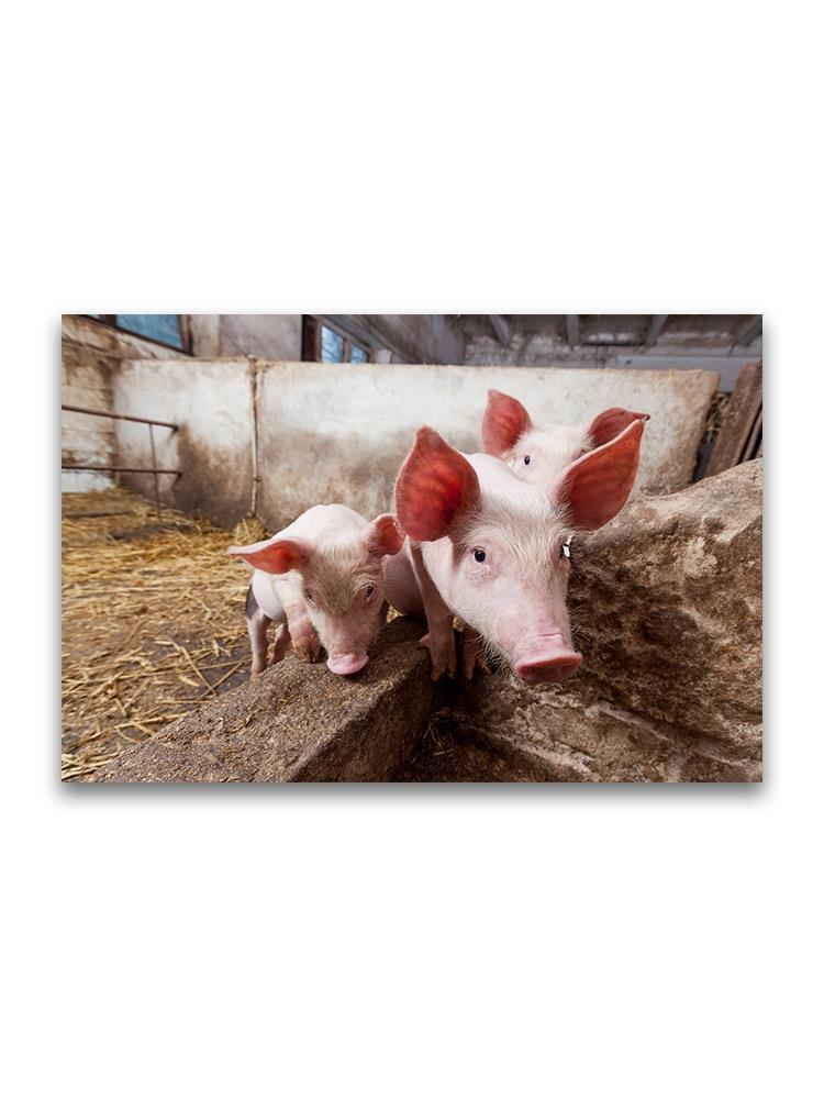 Piglets In A Farm  Poster -Image by Shutterstock