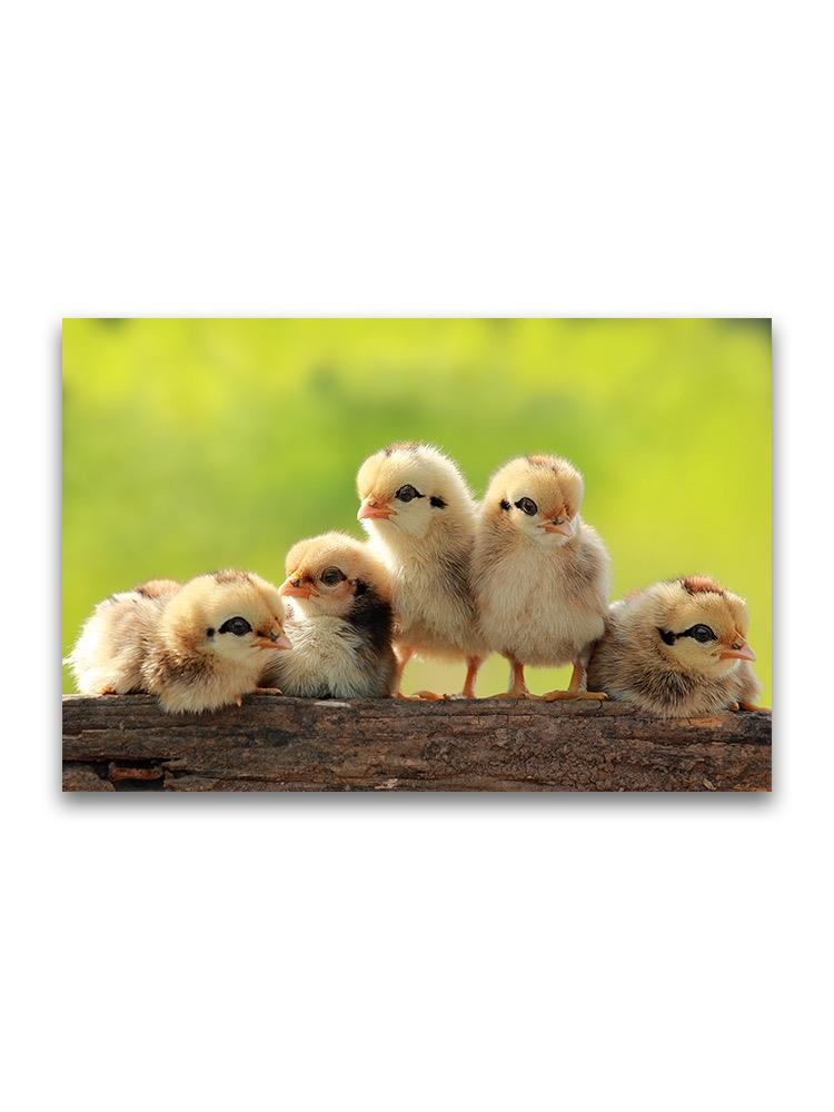 Adorable Baby Chicks In Line  Poster -Image by Shutterstock