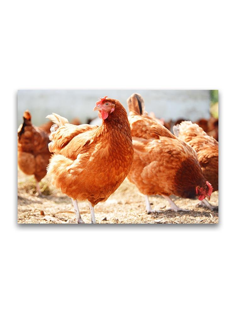 Farm Chickens Grazing  Poster -Image by Shutterstock