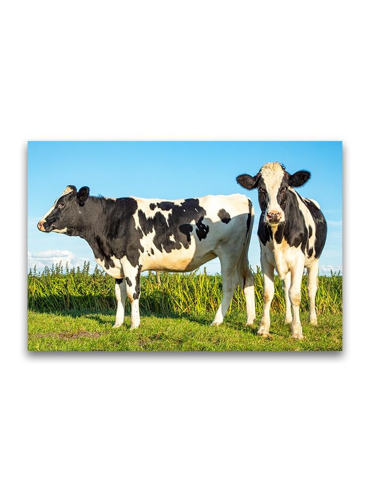 Beautiful Holstein Cows On Grass Poster -Image by Shutterstock
