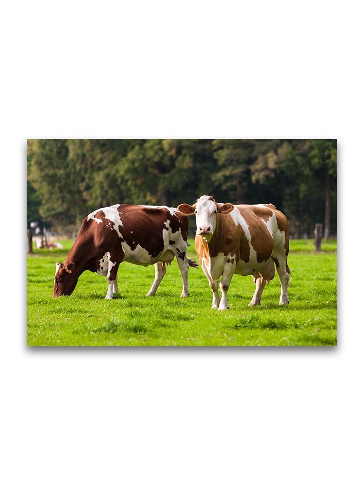 Cows Grazing On Meadow  Poster -Image by Shutterstock