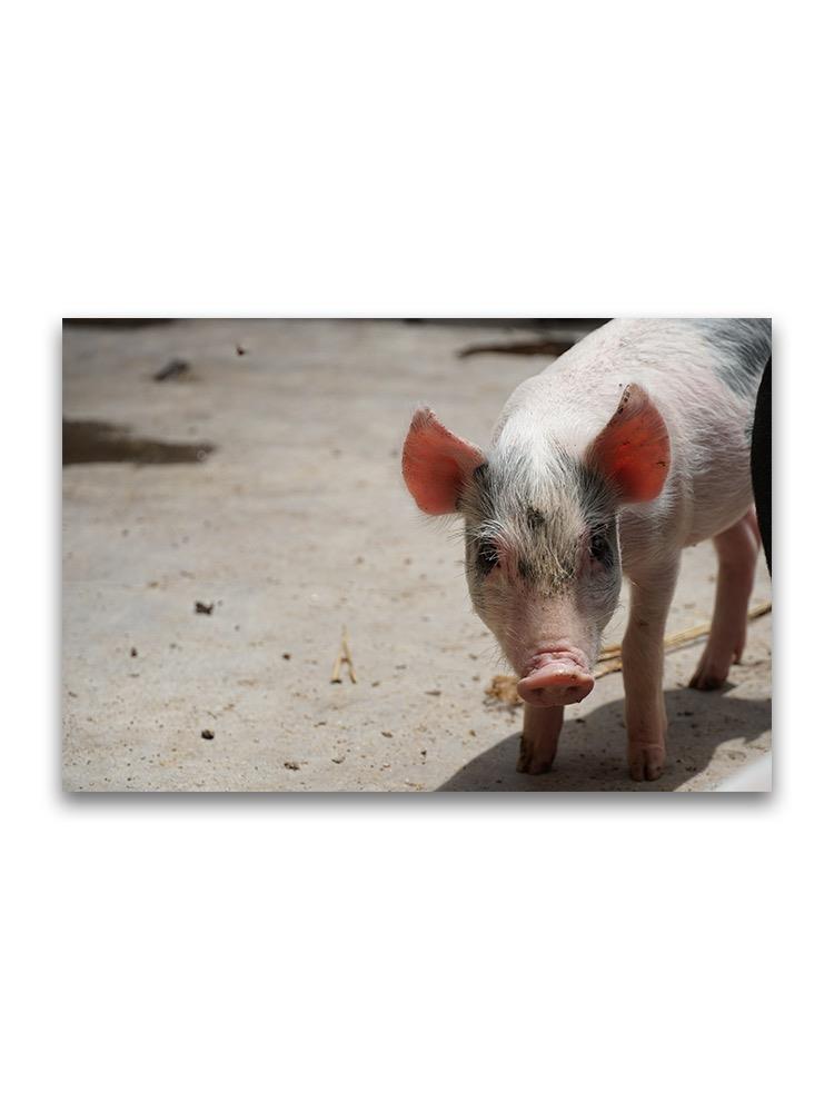 Portrait Of Young Pig  Poster -Image by Shutterstock