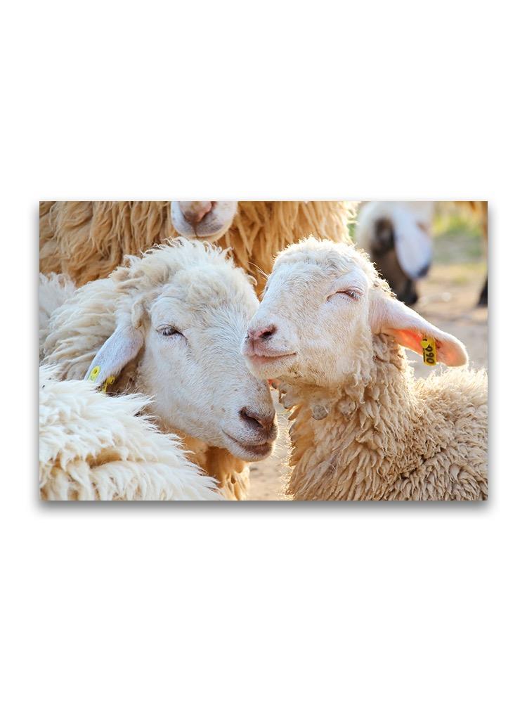 Happy White Sheep Poster -Image by Shutterstock