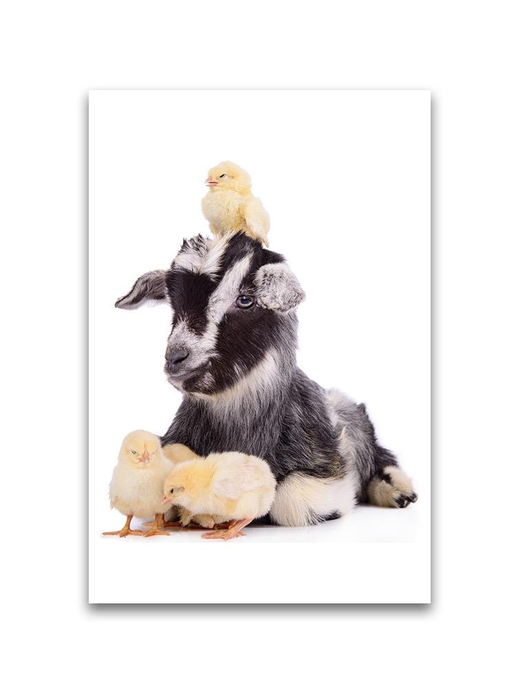 Baby Goat With Cute Chicks  Poster -Image by Shutterstock