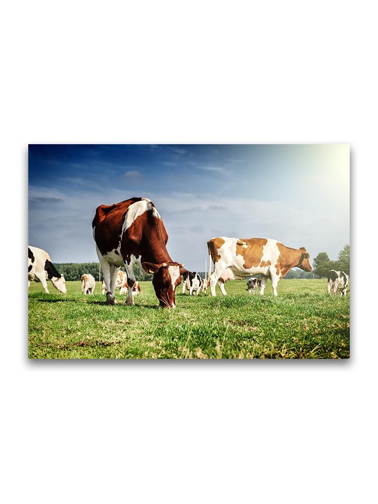 Herd Of Cows In Meadow  Poster -Image by Shutterstock