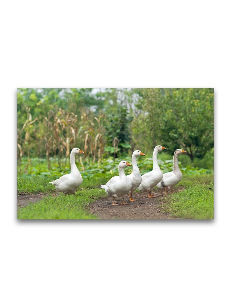 Domestic White Geese Poster -Image by Shutterstock