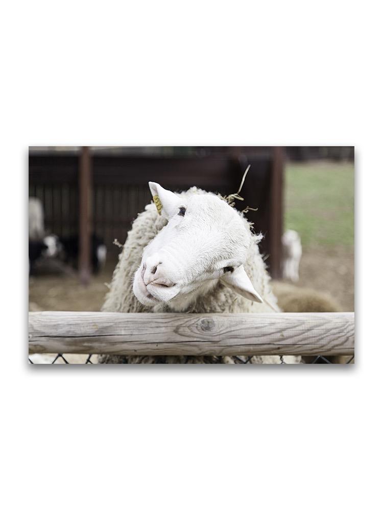 Curious White Sheep  Poster -Image by Shutterstock