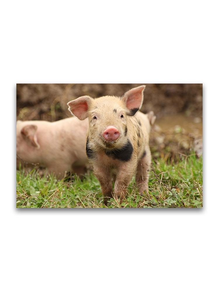 Cute Muddy Baby Piglet Poster -Image by Shutterstock