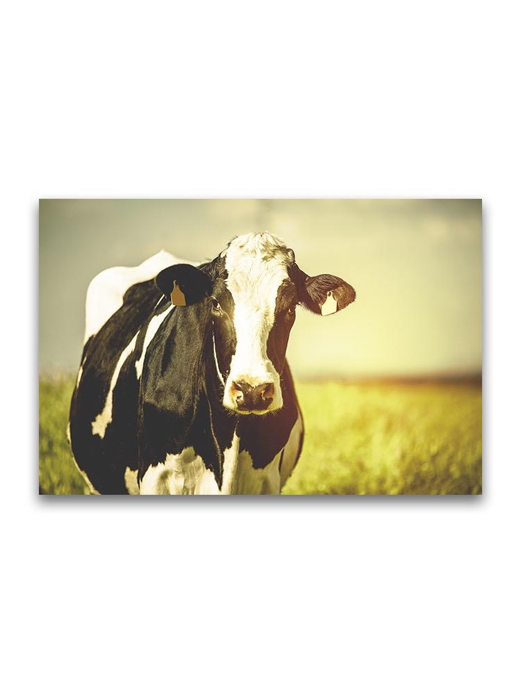 Dairy Cow In Countryside  Poster -Image by Shutterstock