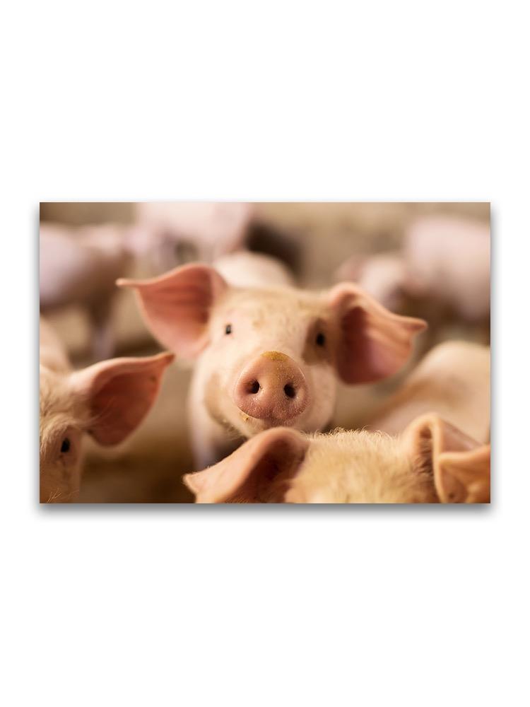 Cute Piglet Nose  Poster -Image by Shutterstock