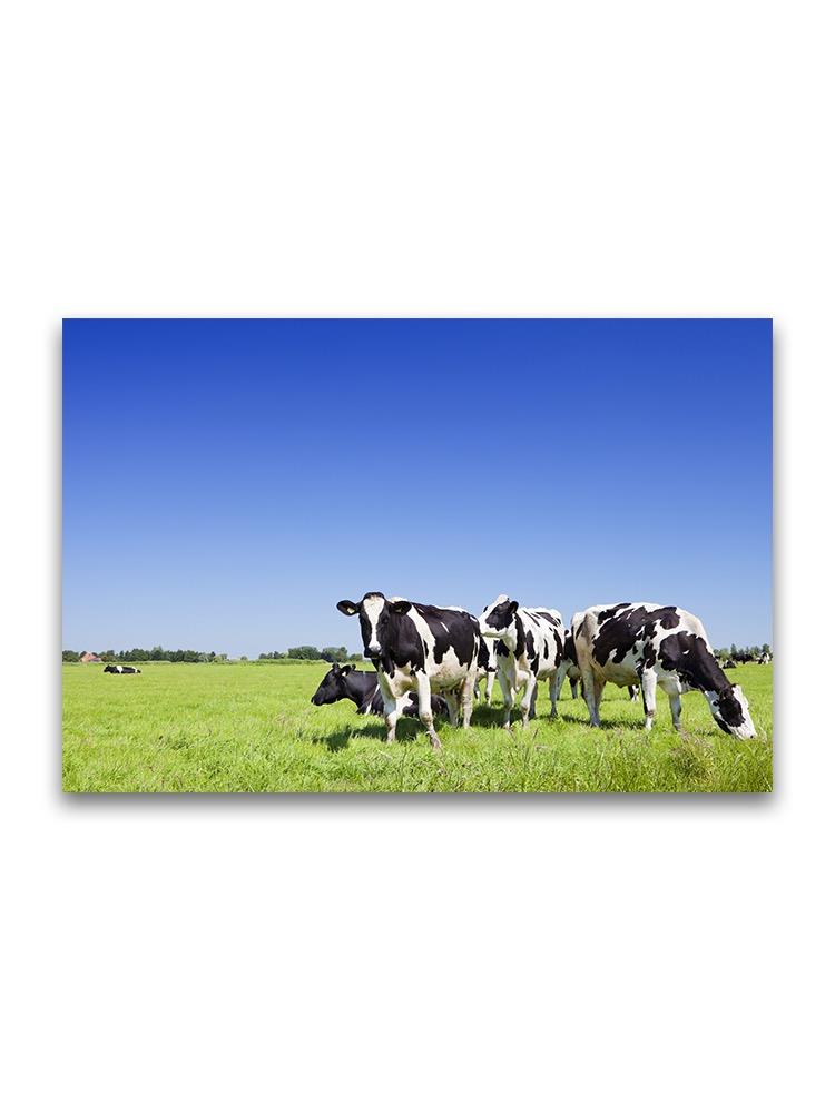 Holstein Cows In Grassy Field Poster -Image by Shutterstock