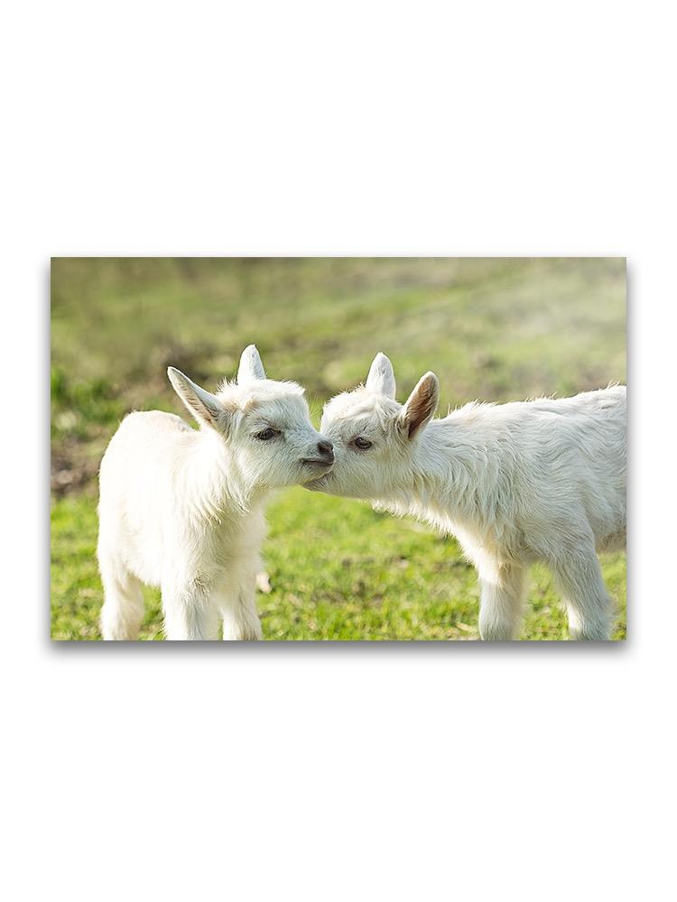 Sibling Goats Cuddling Poster -Image by Shutterstock