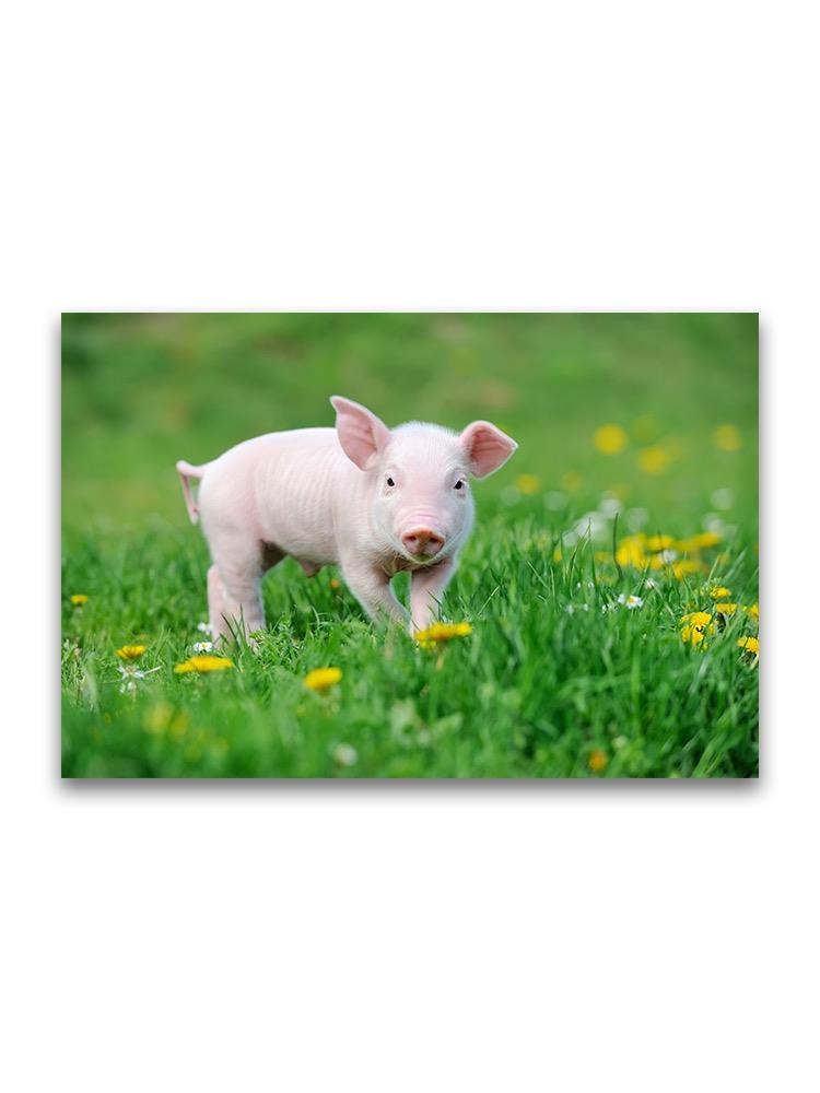 Cute Little Pgilet On Grass Poster -Image by Shutterstock