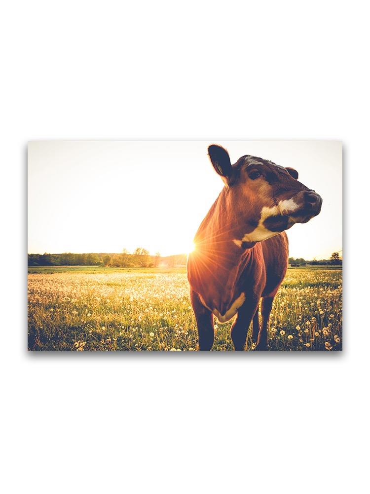 Beautiful Cow At Sunset Poster -Image by Shutterstock